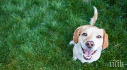 изрод гръмна домашното куче ловна пушка