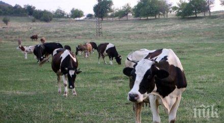 извънредни мерки заради заразния дерматит животните