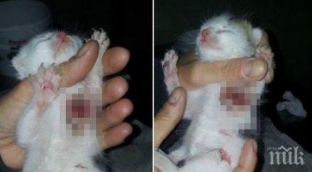 прокуратурата търси насилника малкото коте