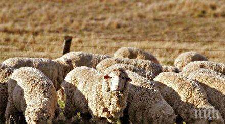 утвърди национална програма ликвидиране болестите животните