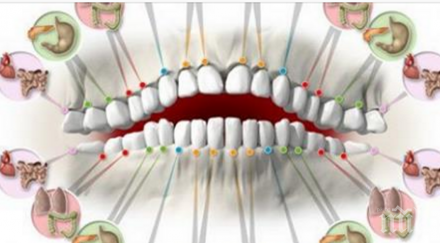 всеки един зъб свързан орган тялото