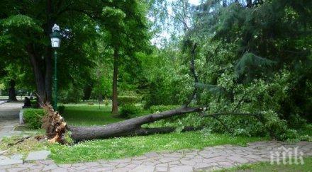 втори живот огромна липа рухна майки колички