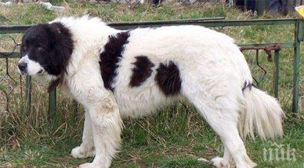 овчарката перо мина 400 километра изненада стопаните