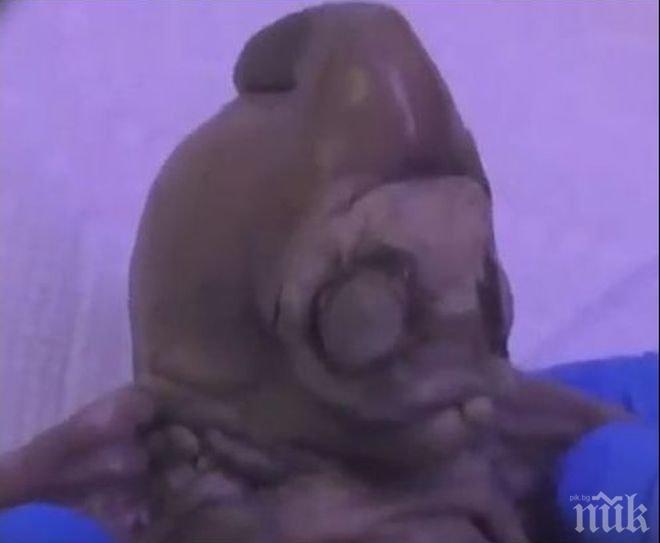 Мистерия: Американец откри труп на извънземно в задния си двор? (ВИДЕО)