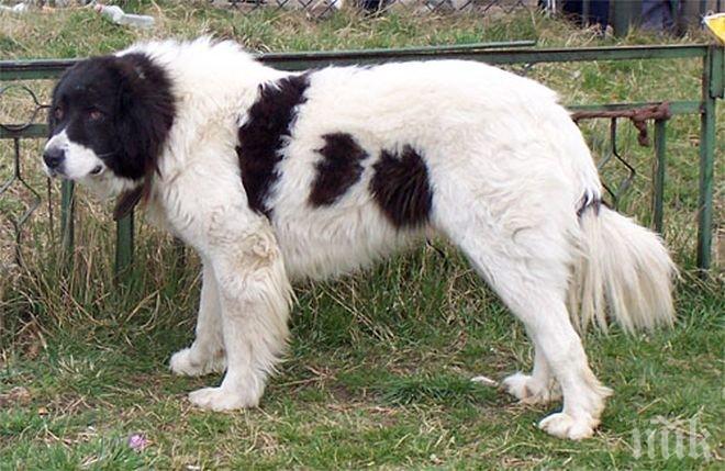 Овчарката Перо мина 400 километра и ето как изненада стопаните си