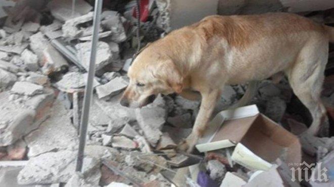 Бизнесът с кучешко месо в Южна Корея умира 