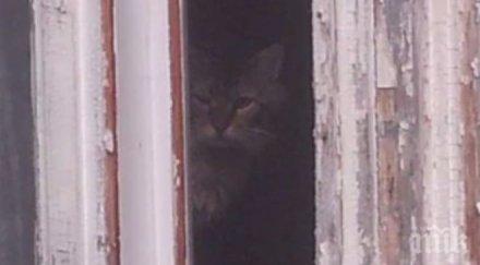 хигиена котки детска кухня храна раздава барака