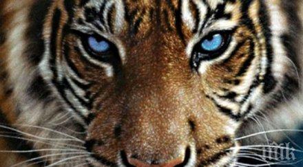 ужас дадоха тигри норвежки зоопарк изядат обезглавена зебра публика снимка