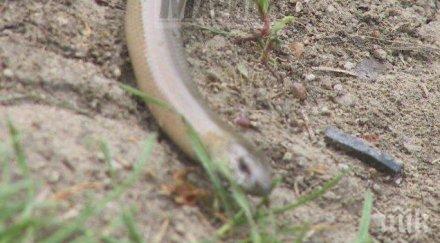 слепоци плъзнаха марица снимки