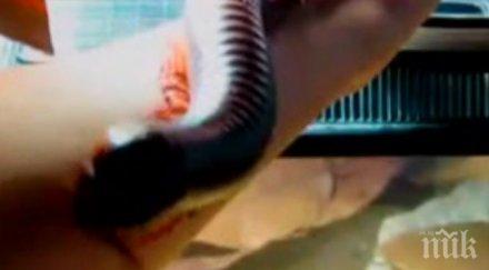 уникално видео гигантска стоножка налази човек