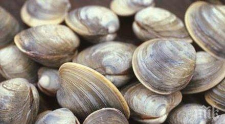 100 тона мъртви миди виетнам вероятен токсичен разлив