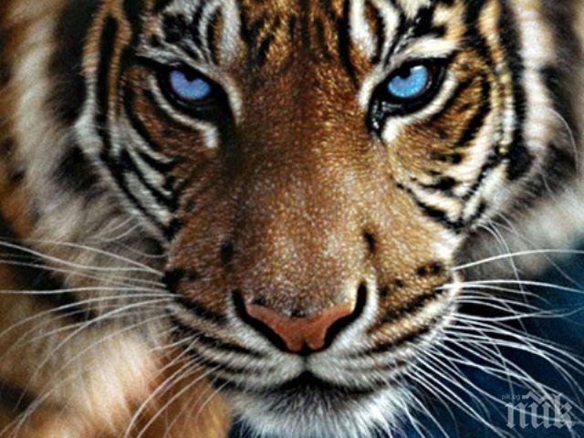 Ужас! Дадоха на тигри в норвежки зоопарк да изядат обезглавена зебра пред публика (СНИМКА 18+)