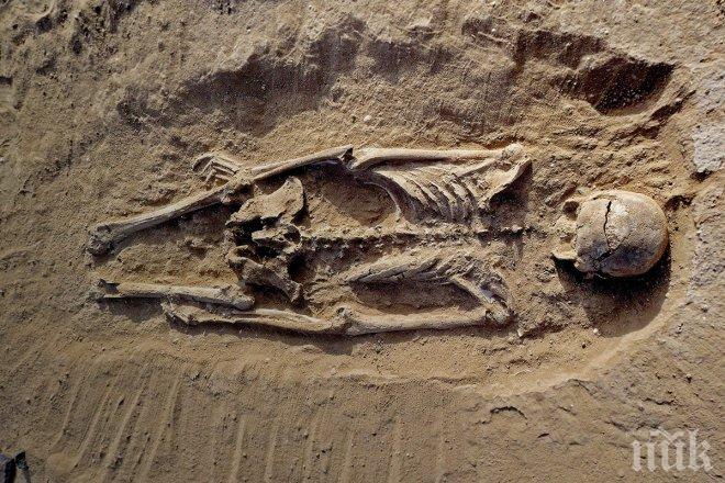 Учени откриха най-старите следи от „войната“ между хищниците и хората
