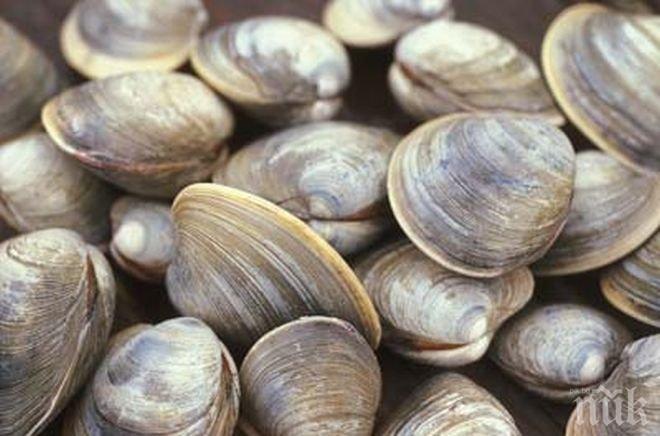 Над 100 тона мъртви миди във Виетнам след вероятен токсичен разлив  