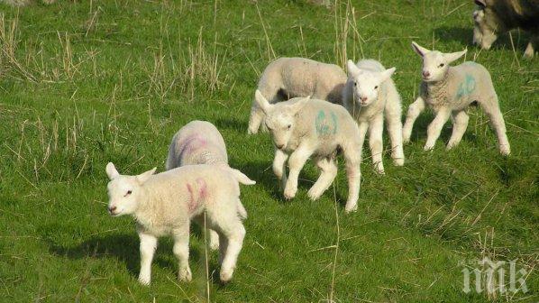 Срив на пазара преди Великден! Никой не търси агнета и ярета