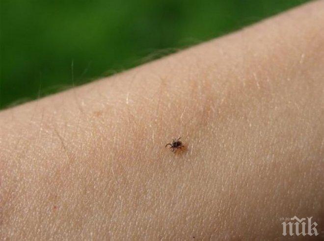 Идва пикът на кърлежите!