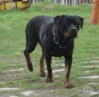 Крадци отровиха ротвайлер, а след това пребиха и ограбиха стопанина му