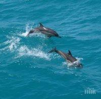 Тревога: Голямата популация от делфини в Черно море изтребва рибата
