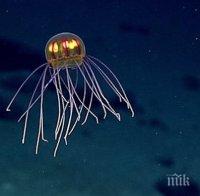 Откриха неизвестен вид морски същества в Марианската падина (ВИДЕО)