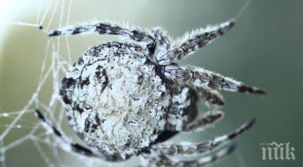 учени разкриха паяците скъсват орална любов