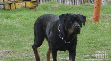 трагедия два ротвайлера разкъсаха годишно дете