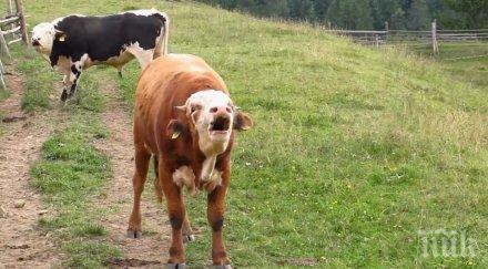 бик блъсна жестоко стопанина великден парализира