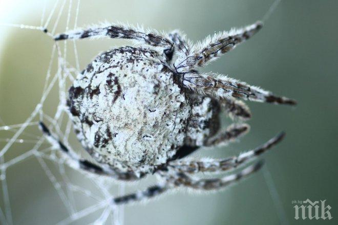 Учени разкриха: Паяците се скъсват от орална любов 