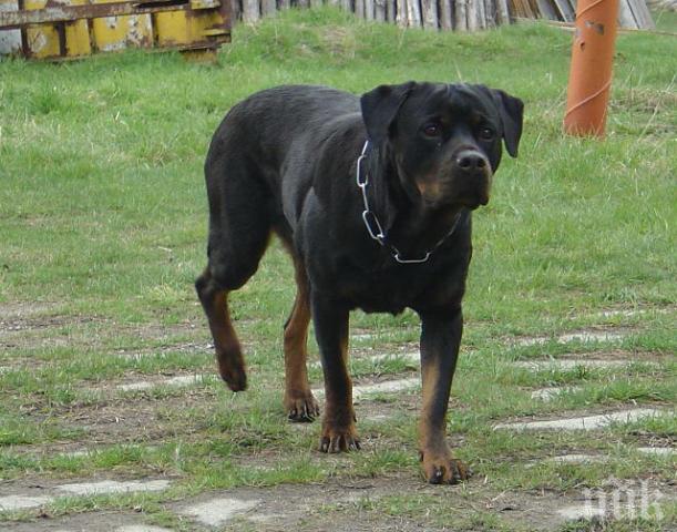 Крадци отровиха ротвайлер, а след това пребиха и ограбиха стопанина му