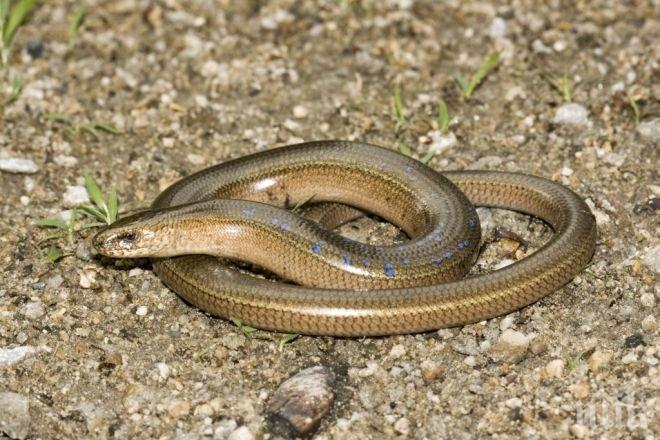 Слепоци плъзнаха край Марица! Плашат, но не хапят