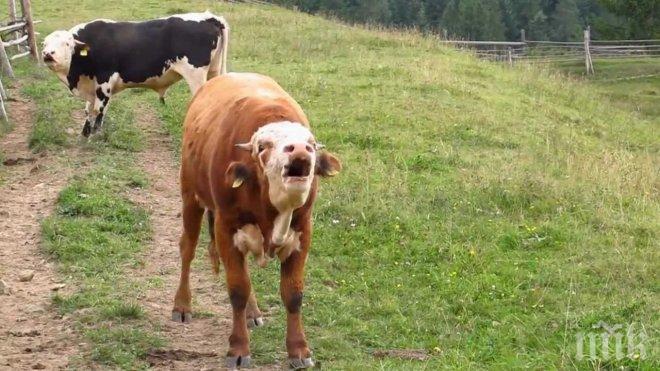 Бик блъсна жестоко стопанина си на Великден, парализира го