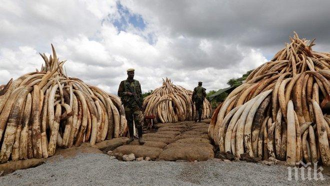 Кения унищожи най-голямото в историята количество слонова кост