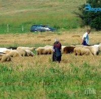 Петричките животновъди ще блокират Е-79 заради изгубени субсидии