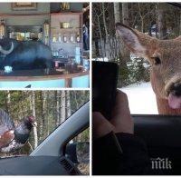 Понякога, най-неочакваните ни срещи с диви животни са най-сладки!