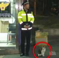 Тази бездомна котка се приближи до един полицай... И най-прекрасното нещо се случи!