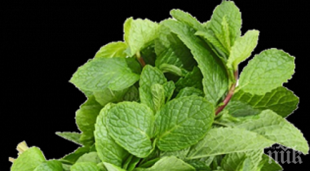 компреси мента лекуват синузит