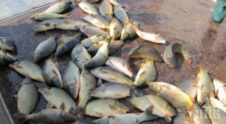 хиляди тонове смърт риба бреговете чили