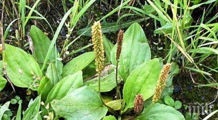 невзрачен бурен мощният лек майката природа използваме