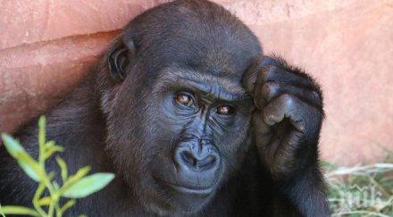 откриха човекът станал интелигентен маймуната