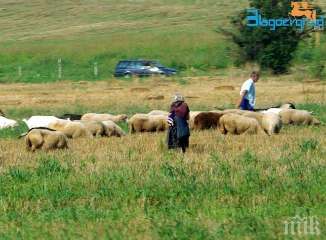 Петричките животновъди ще блокират Е-79 заради изгубени субсидии