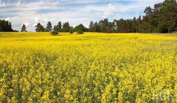 Рекорд! Фермер спечелил 3 милиона за година