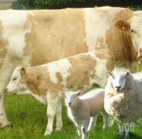 Огнищата на заразния нодуларен дерматит в Старозагорско са овладени