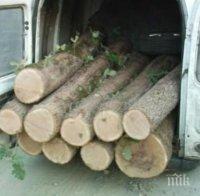 ДАМТН и агенцията по горите провериха 40 предприятия в дървопреработвателната промишленост