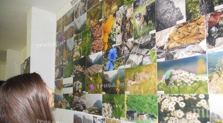 представиха фотоизложбата споделена красота ивайловград