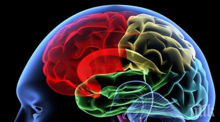 откриха корените злото мозъка