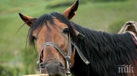 полето назначиха пазачи пазят реколтата