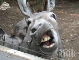 нелепо магаре подплаши хвърли стопанката откъснато ухо счупена гръдна кост