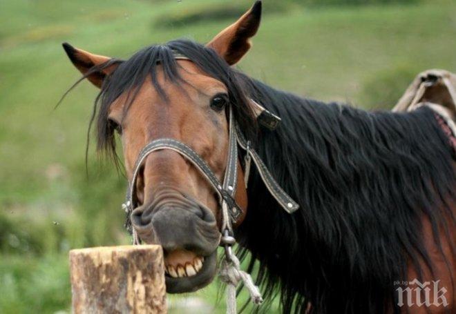 И на полето назначиха пазачи, ще пазят реколтата