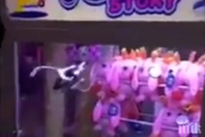 Азиатец надхитри автоматите за плюшена играчка (ВИДЕО)
