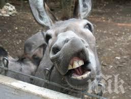 Нелепо! Магаре се подплаши, хвърли стопанката си - тя е с откъснато ухо и счупена гръдна кост 