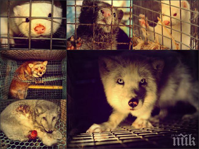 Люксембург забранява отглеждането на животни за кожа